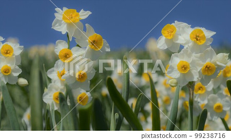 Kuroiwa Narcissus, Awaji Island, with the scent of the Kuroshio Current in early spring 99238716
