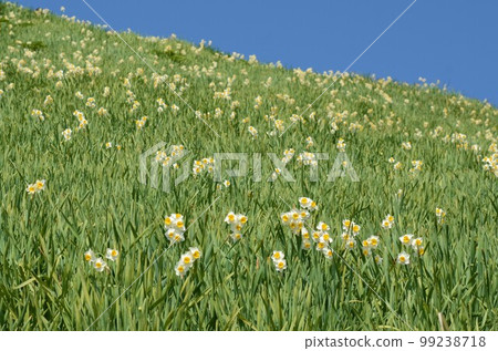 Kuroiwa Narcissus, Awaji Island, with the scent of the Kuroshio Current in early spring 99238718