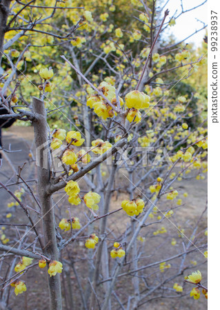 Japanese allspice in the plum grove of Suma Rikyu Park, Kobe Japanese allspice in the plum grove of Suma Rikyu Park, Kobe 99238937