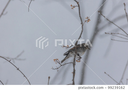 雪地裡的鵝口瘡 雪地裡的鵝口瘡 99239162