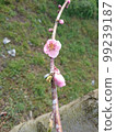  Peach blossoms 99239187