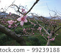  Peach blossoms 99239188