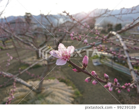 桃花 桃花 99239189