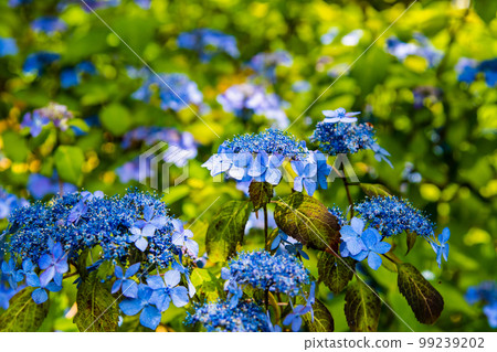 信濃紫陽花寺～松本小長寺～ 99239202