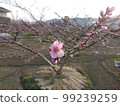  Peach blossoms 99239259