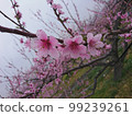  Peach blossoms 99239261