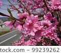  Peach blossoms 99239262
