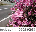  Peach blossoms 99239263