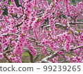  Peach blossoms 99239265