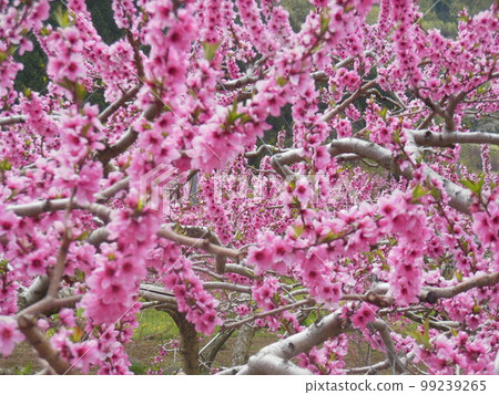 Peach blossoms Peach blossoms 99239265