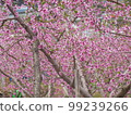  Peach blossoms 99239266