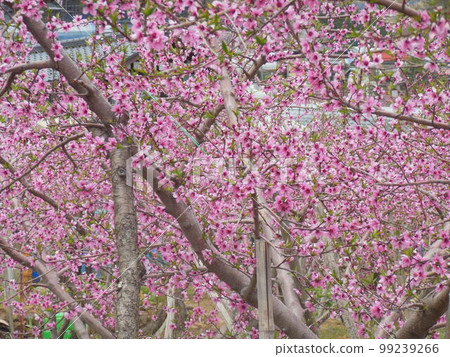Peach blossoms Peach blossoms 99239266