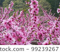  Peach blossoms 99239267