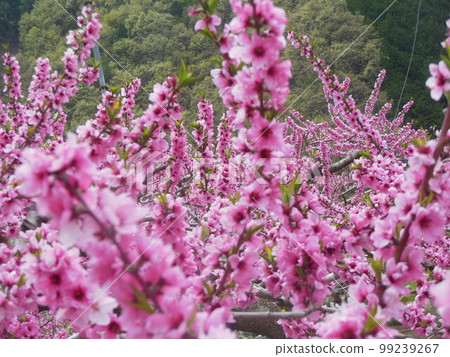 Peach blossoms Peach blossoms 99239267