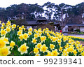 organic room daffodils 99239341