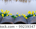 organic room daffodils 99239347