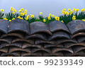 organic room daffodils 99239349