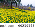 organic room daffodils 99239353