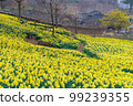 organic room daffodils 99239355