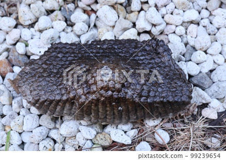 Paper wasp nest removal extermination 99239654