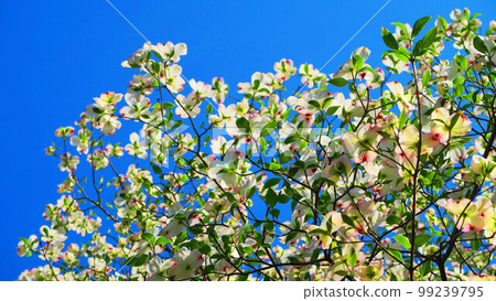 風景與白色山茱萸花 99239795