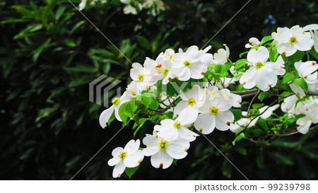 Landscape with white dogwood flowers 99239798