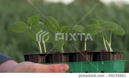 Agriculture. farmer holds green sprouts rossada his hands against sky. farming concept. business growing young vegetable seedlings field farm. fresh live plant sprout ground. spring summer seedlings. 99239861