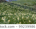 Kuroiwa Narcissus, Awaji Island, with the scent of the Kuroshio Current in early spring 99239986
