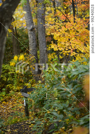 北海道定山溪的紅葉“合羽淵公園” 北海道定山溪的紅葉“合羽淵公園” 99240028