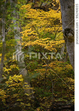 Autumn leaves of Hokkaido Jozankei "Kappafuchi Park" 99240035