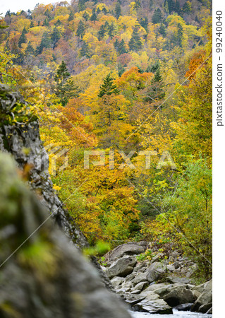 北海道定山溪的紅葉“合羽淵公園” 北海道定山溪的紅葉“合羽淵公園” 99240040