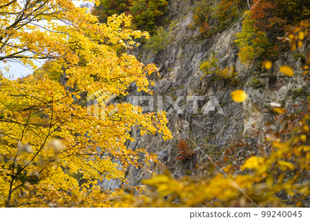 Autumn leaves of Hokkaido Jozankei "Kappafuchi Park" 99240045