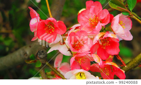 景觀與模糊的花朵 99240088