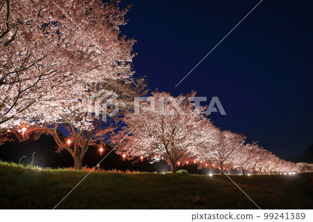 Cherry blossoms at Tatsunokuchi Water Park in Hitachiomiya City 99241389