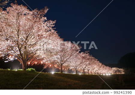 Cherry blossoms at Tatsunokuchi Water Park in Hitachiomiya City 99241390