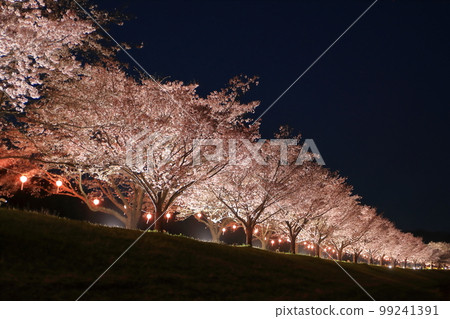 Cherry blossoms at Tatsunokuchi Water Park in Hitachiomiya City Cherry blossoms at Tatsunokuchi Water Park in Hitachiomiya City 99241391