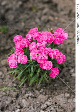 Beautiful pink flowers of border low carnation summer garden Beautiful pink flowers of border low carnation summer garden 99241461