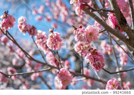 春景，梅花，春天 99241668