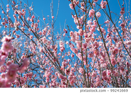 春景,梅花,春天 春景,梅花,春天 99241669