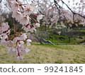 Cherry Blossoms   99241845