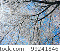 Cherry Blossoms   99241846