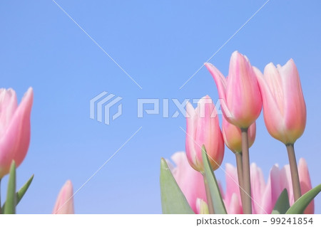 Blue sky and pink tulip flowers spring background 99241854