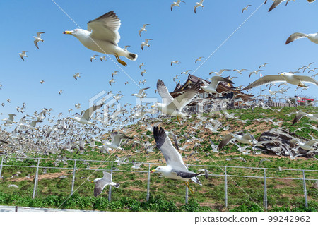 [青森縣八戶市Kabushima]春天在黑尾鷗的繁殖地。黑尾鷗一齊起飛 99242962
