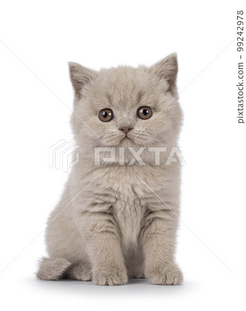 British Shorthair cat kitten on white background 99242978
