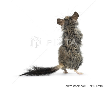 Asian garden dormouse on white background 99242986