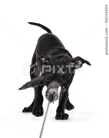 Italian Sighhound dog on white background 99243004
