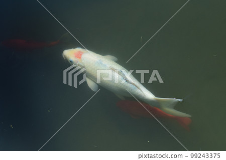 carp 99243375