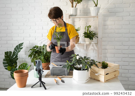 Middle aged woman blogger in front of smartphone camera on tripod records instructional tutorial video for her blog shoots process of replanting flowers and green plants full of soil enjoys botanic Middle aged woman blogger in front of smartphone camera on tripod records instructional tutorial video for her blog shoots process of replanting flowers and green plants full of soil enjoys botanic 99243432