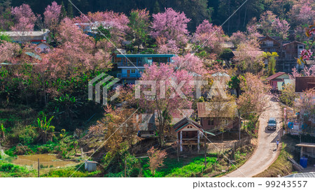 landscape of Beautiful Wild Himalayan Cherry Blooming pink Prunus cerasoides flowers at Phu Lom Lo Loei and Phitsanulok of Thailand landscape of Beautiful Wild Himalayan Cherry Blooming pink Prunus cerasoides flowers at Phu Lom Lo Loei and Phitsanulok of Thailand 99243557