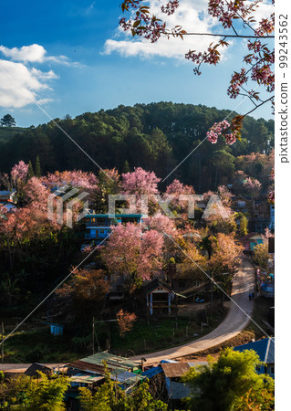 landscape of Beautiful Wild Himalayan Cherry Blooming pink Prunus cerasoides flowers at Phu Lom Lo Loei and Phitsanulok of Thailand 99243562
